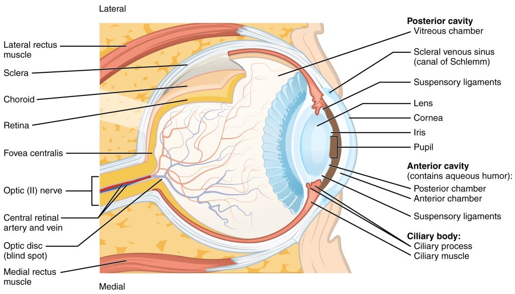 Diagram showing a cross-section of the eye, with structures labeled.