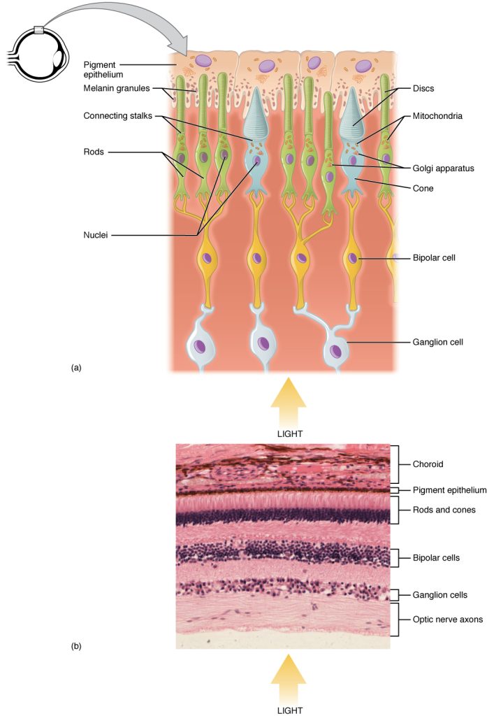 Diagram and photomicrograph illustrating the anatomy of the neural retina.