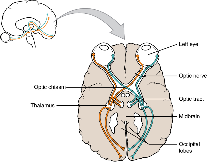 Diagram showing the pathways taken by visual information in the brain.