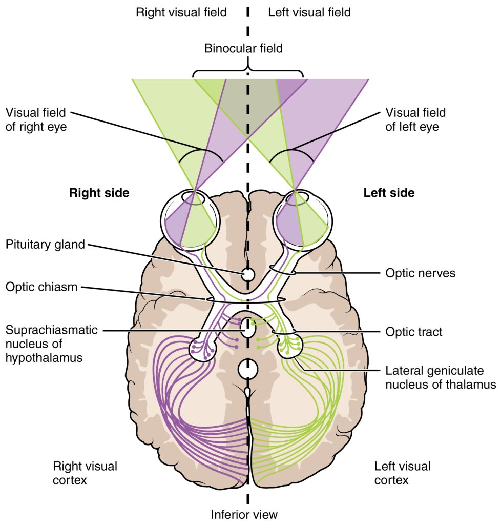 Diagram showing how the visual fields are represented in the visual pathways of the brain.