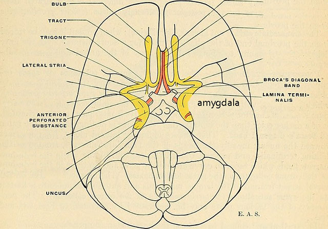 Diagram showing the location of olfactory cortex in the human brain.