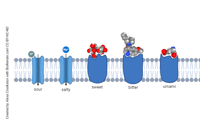 Diagram showing the five different kinds of taste receptor proteins.