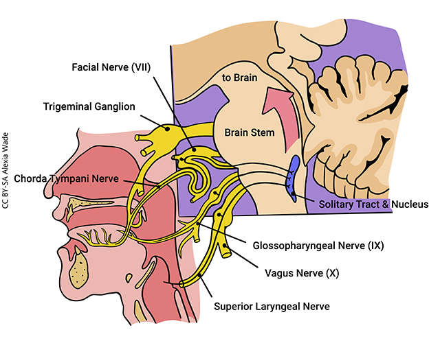 Diagram showing the three different cranial nerve routes that carry taste information.