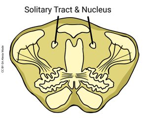 Diagram showing the solitary tract and nucleus in a cross-section of the medulla.