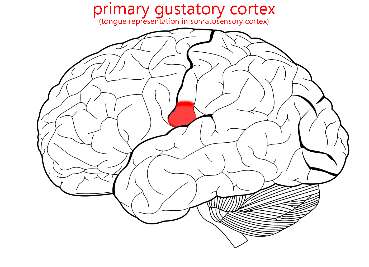 Diagram showing the location of primary gustatory cortex.