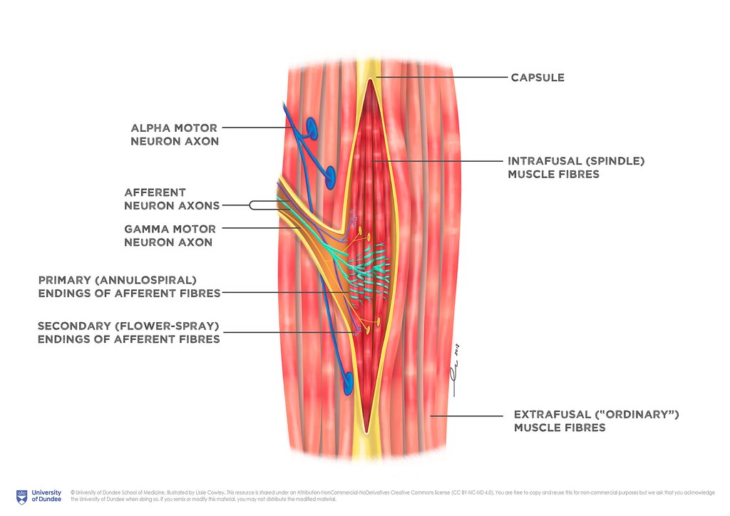 Diagram showing the intrafusal muscle fiber.