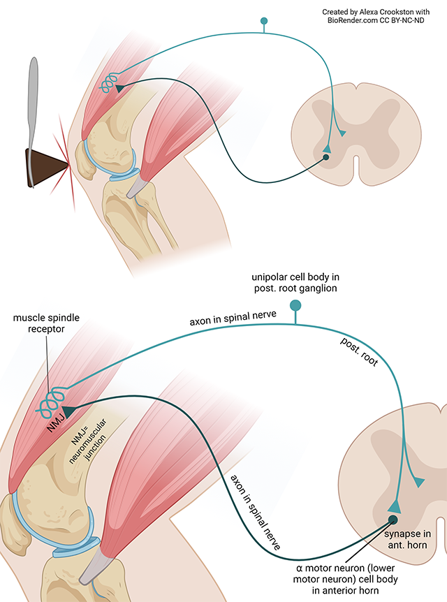 Diagram showing the components of the monosynaptic stretch (myotatic) reflex.