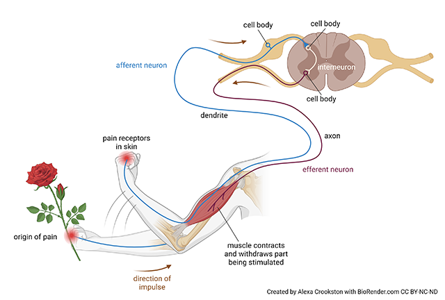 Diagram of the withdrawal reflex.