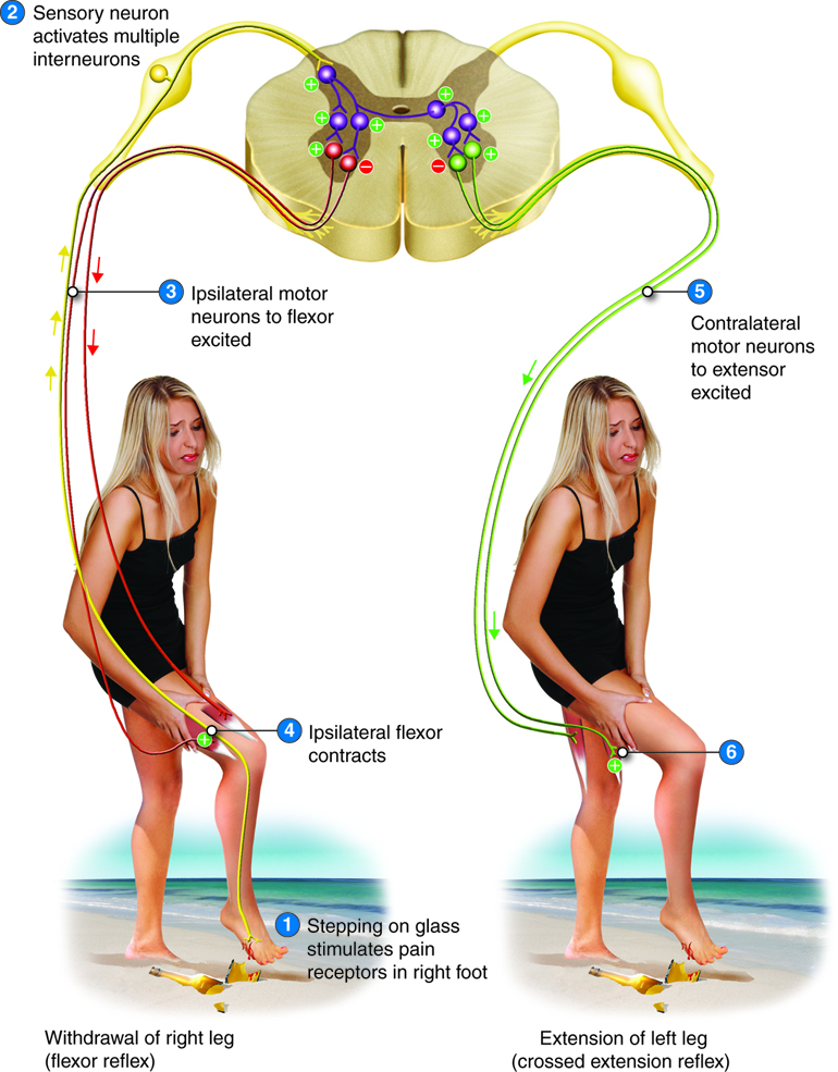 Infographic showing the wiring of the withdrawal reflex.