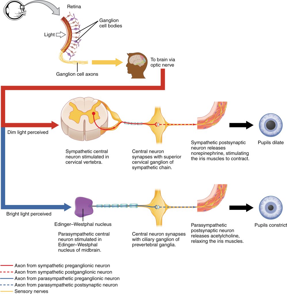 Diagram showing the elements of the pupillary reflex pathway.