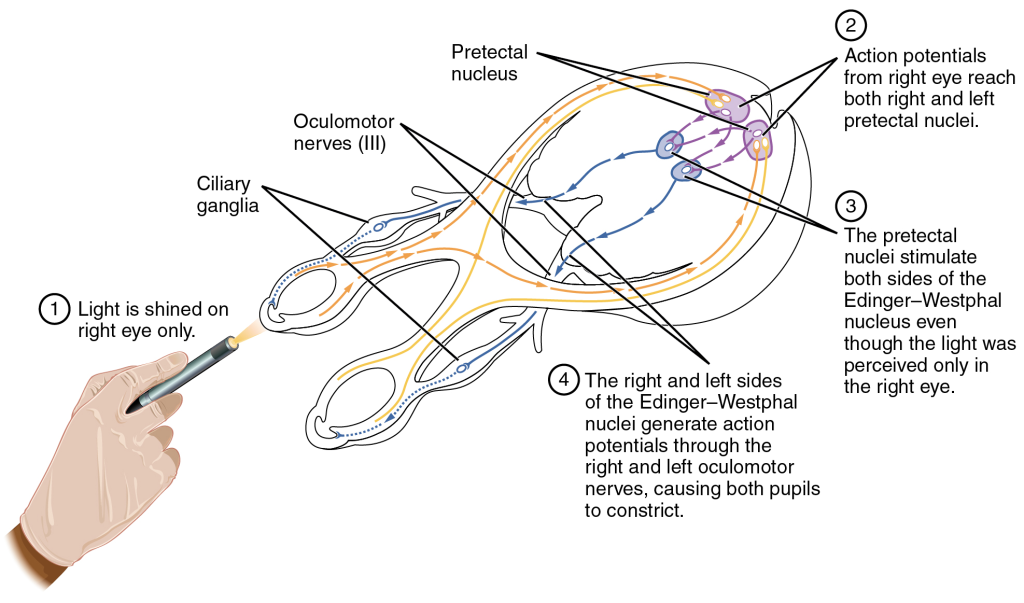 Diagram showing the response of the pupils to a flashlight.