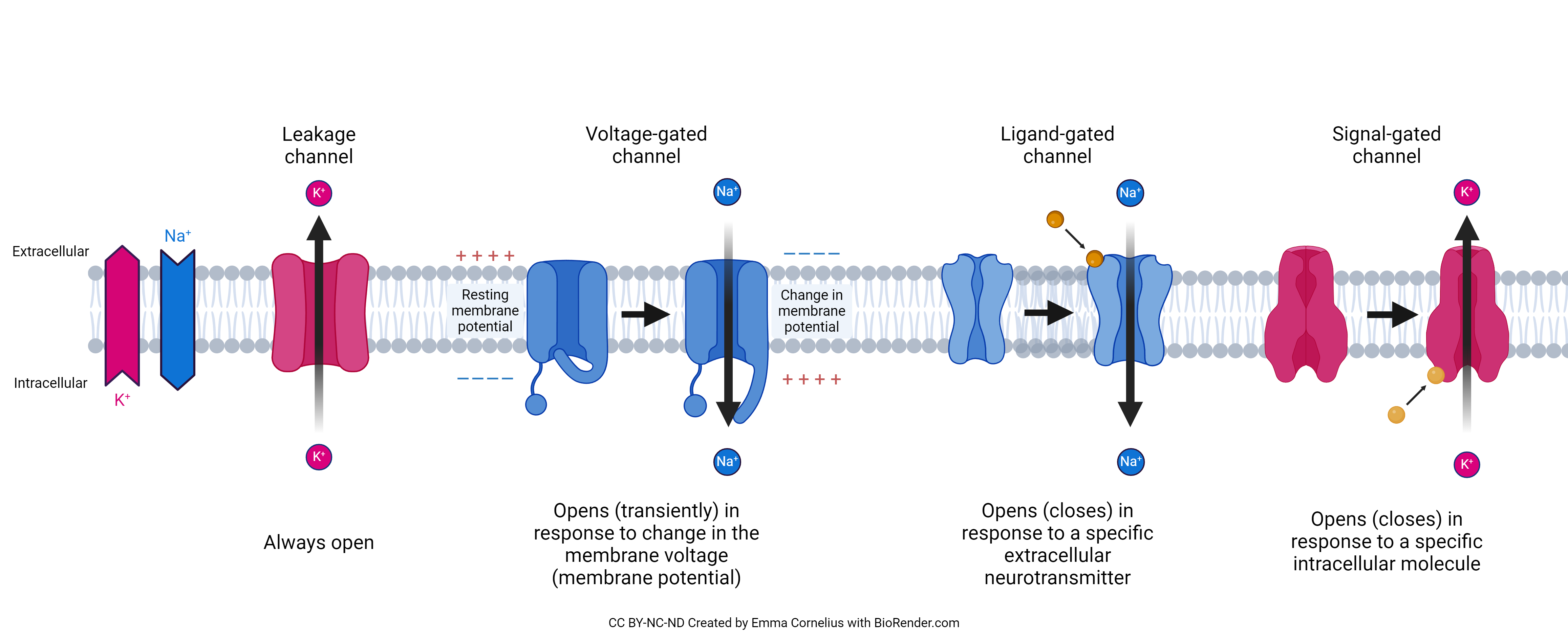 Voltage-Gated Ion Channels – Integrated Human Anatomy and Physiology Part 2