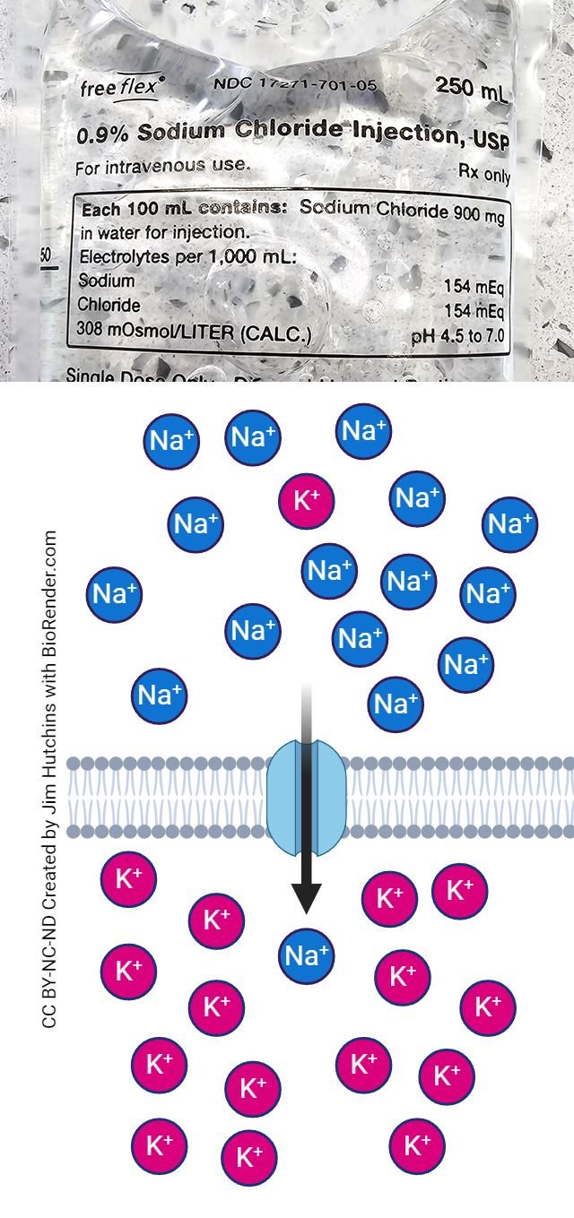 Ion Channels – Integrated Human Anatomy and Physiology Part 2