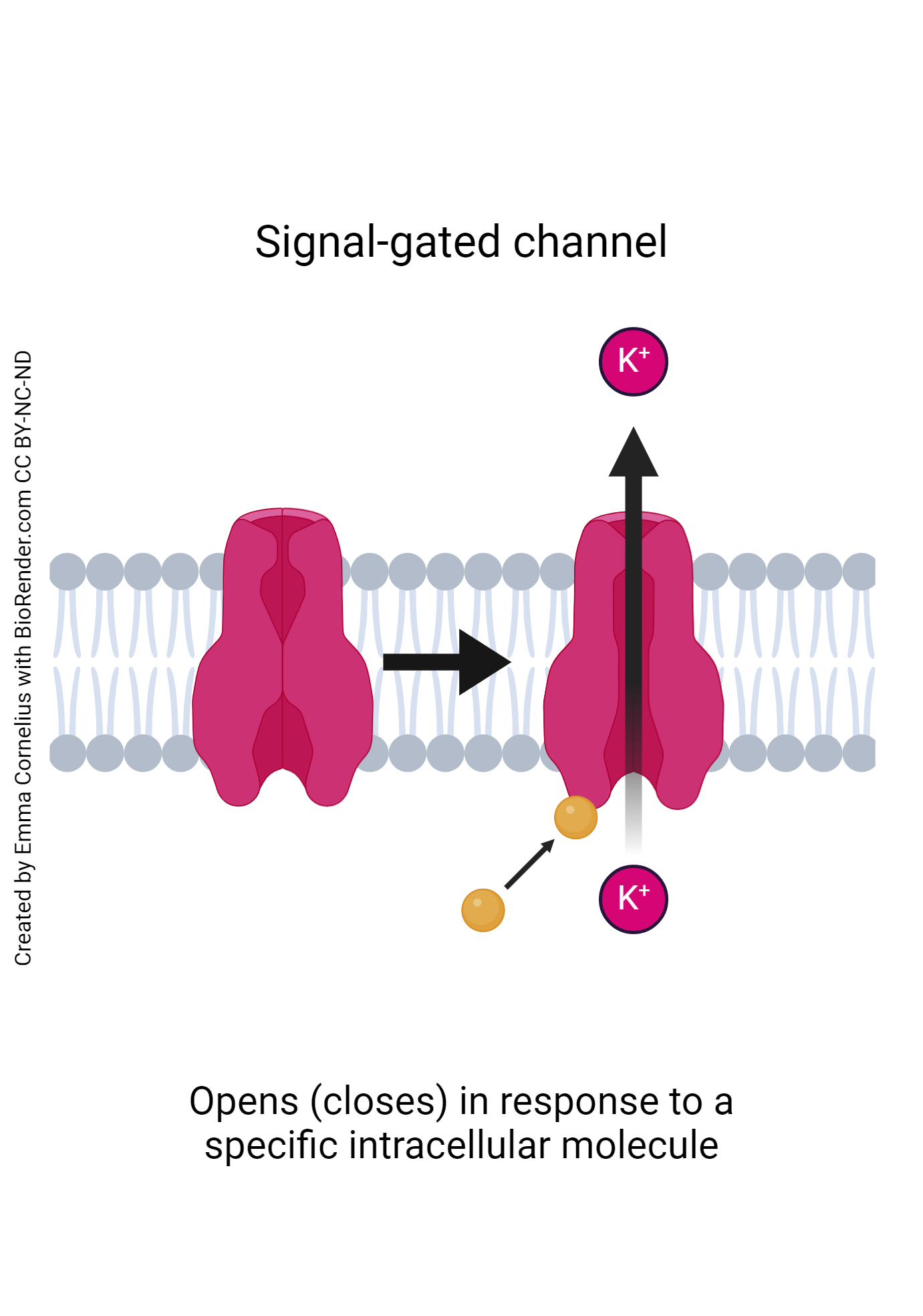 Diagram of a signal-gated channel.