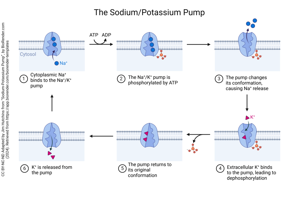 Diagram showing the operation of the sodium-potassium pump.