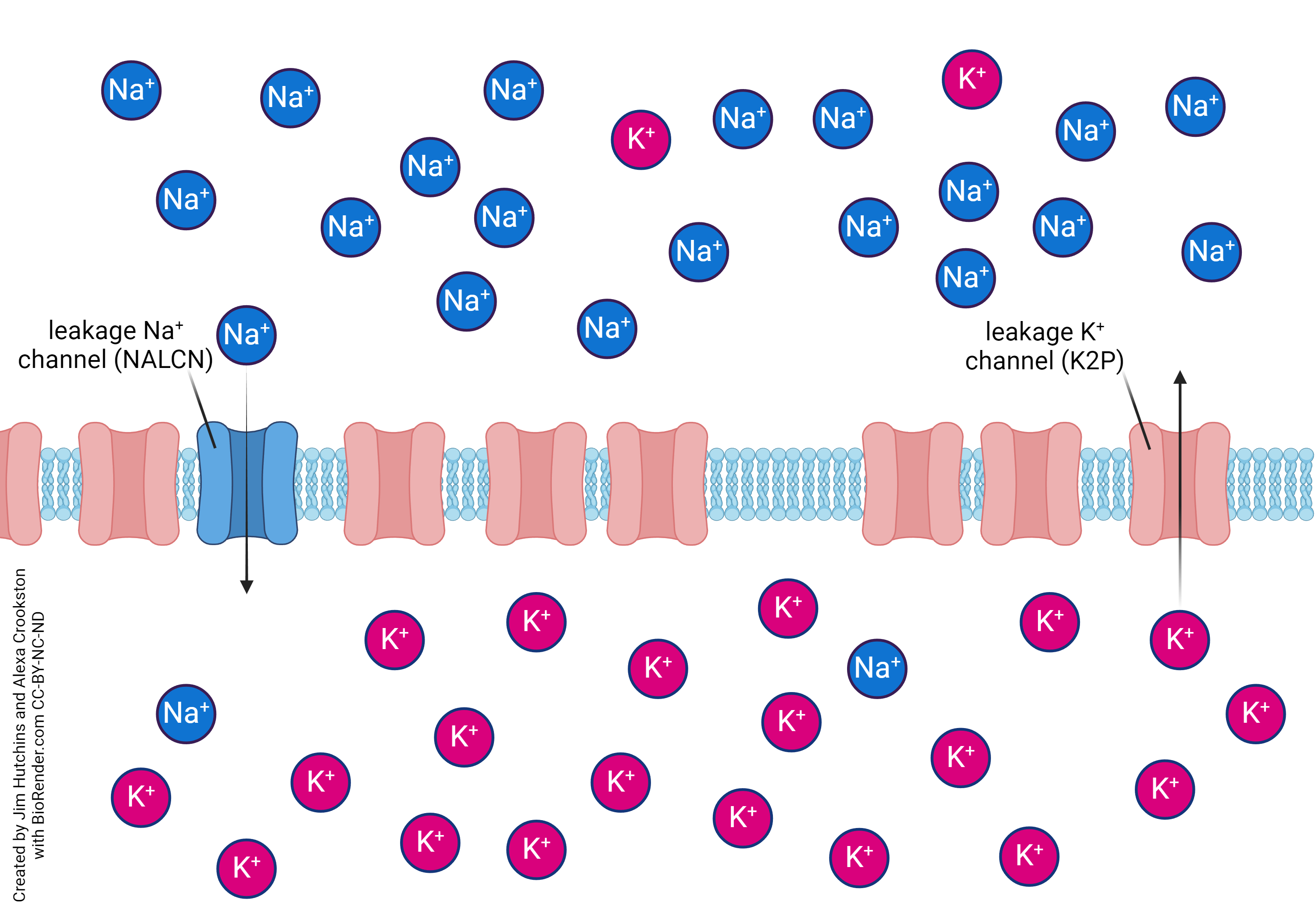 Diagram showing the basis for the resting potential in a neuron.