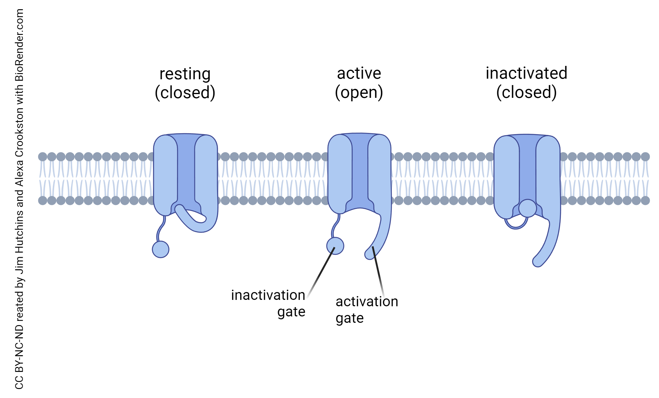 Diagram showing the three states of the voltage-gated sodium channel.