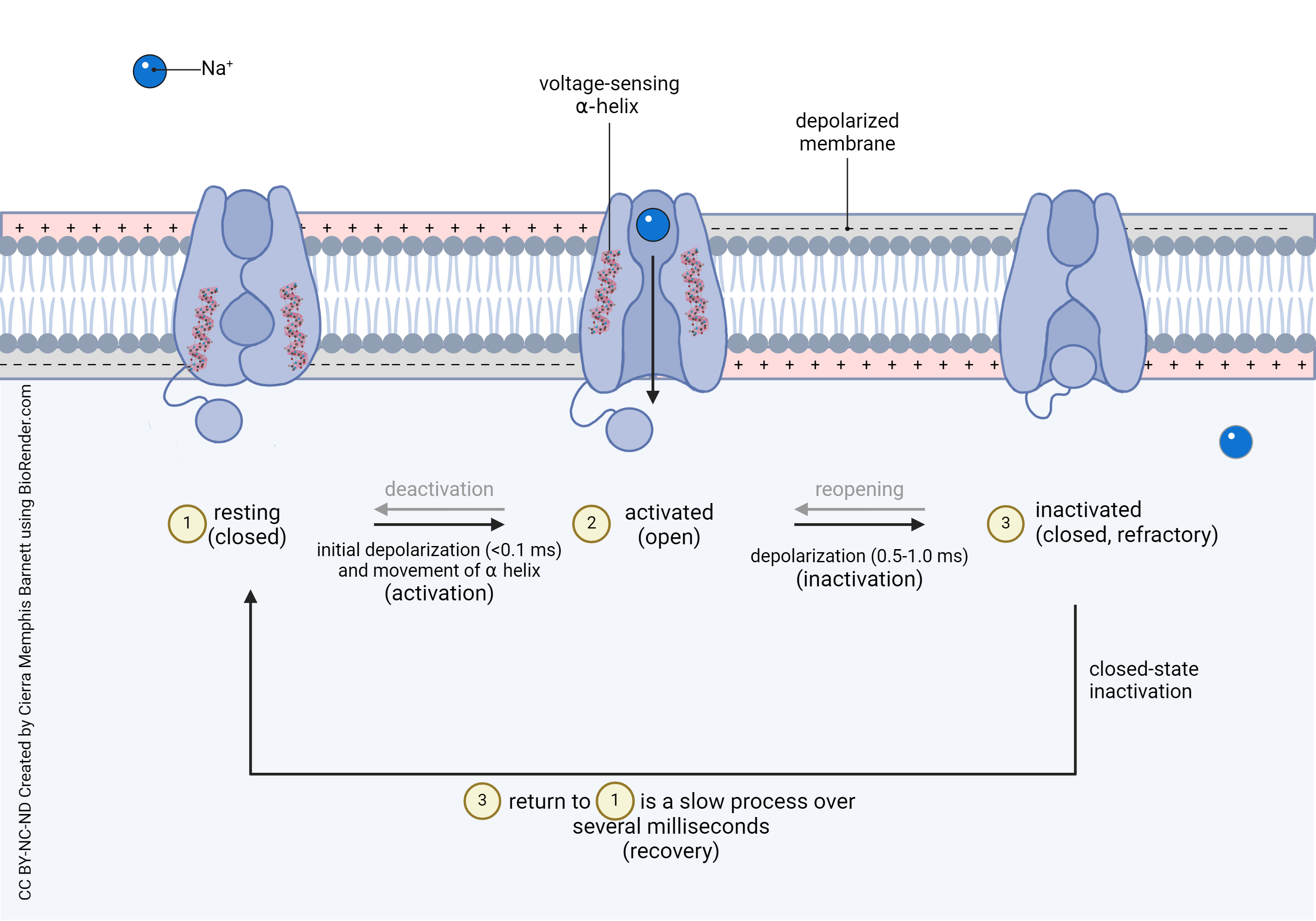 Diagram showing the three states of the voltage-gated sodium channel and the conversion between the states.