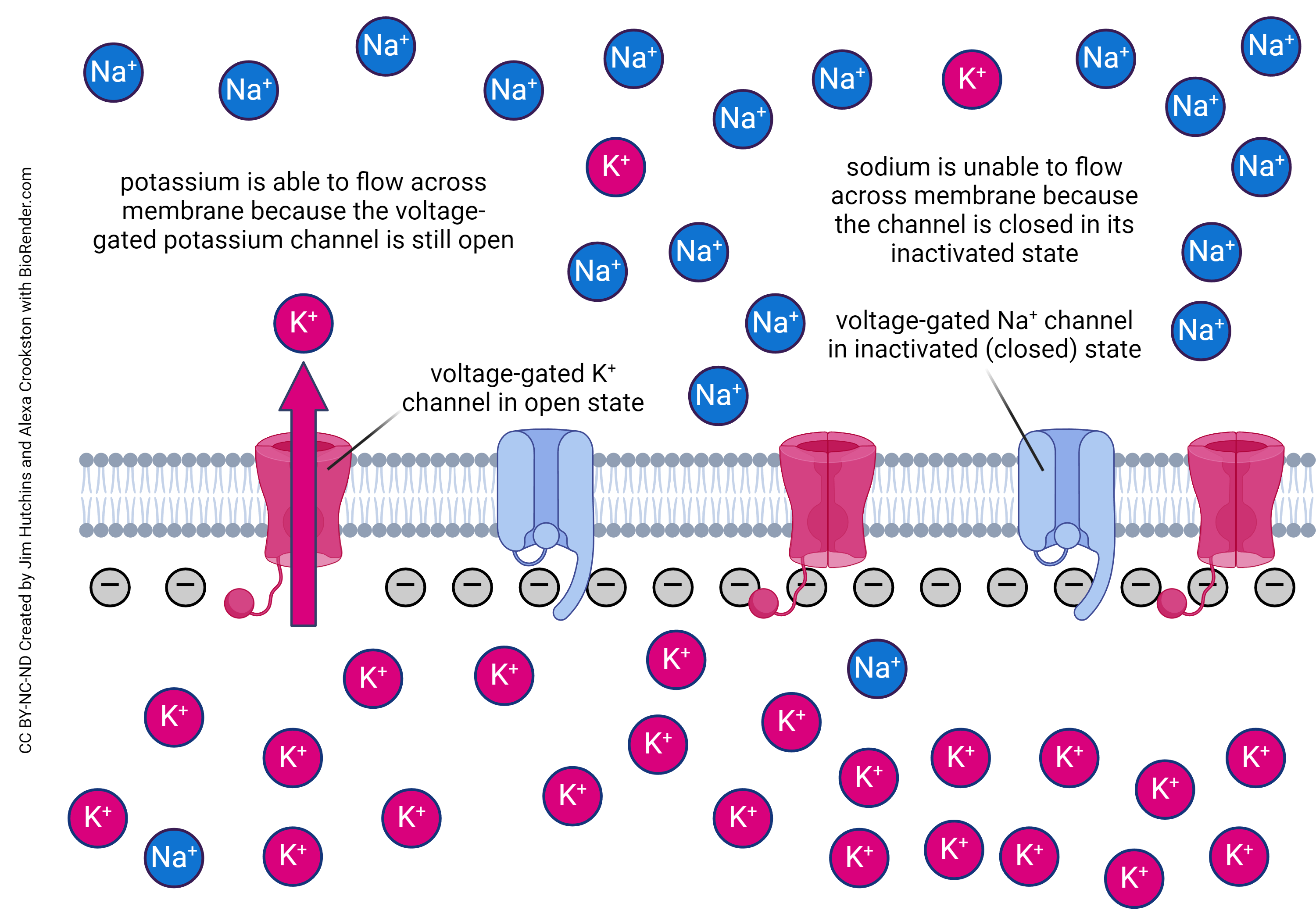 Diagram showing the action of voltage-gated channels in the overshoot phase of the action potential.