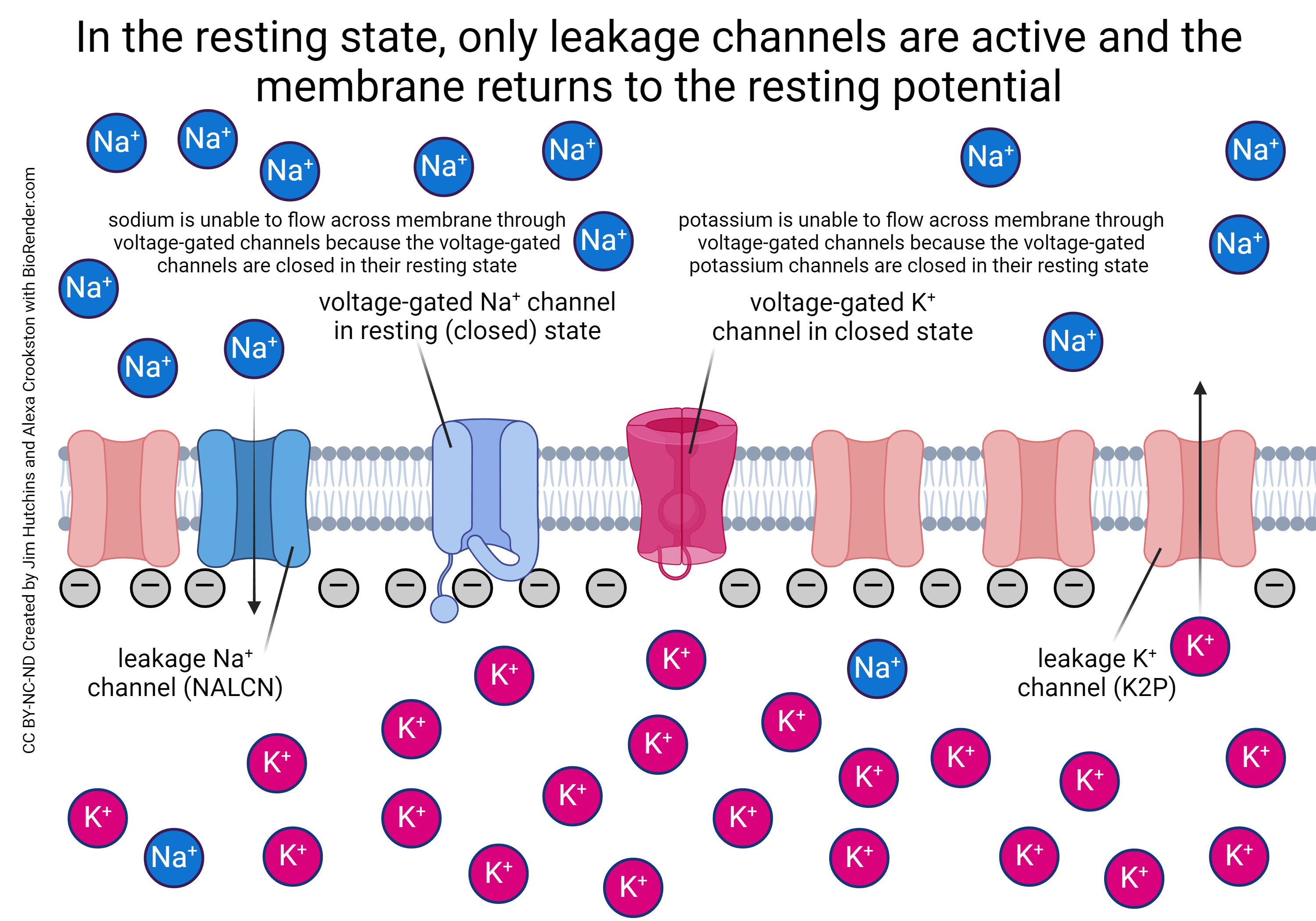 Diagram showing the action of voltage-gated channels in the resting phase of the action potential.