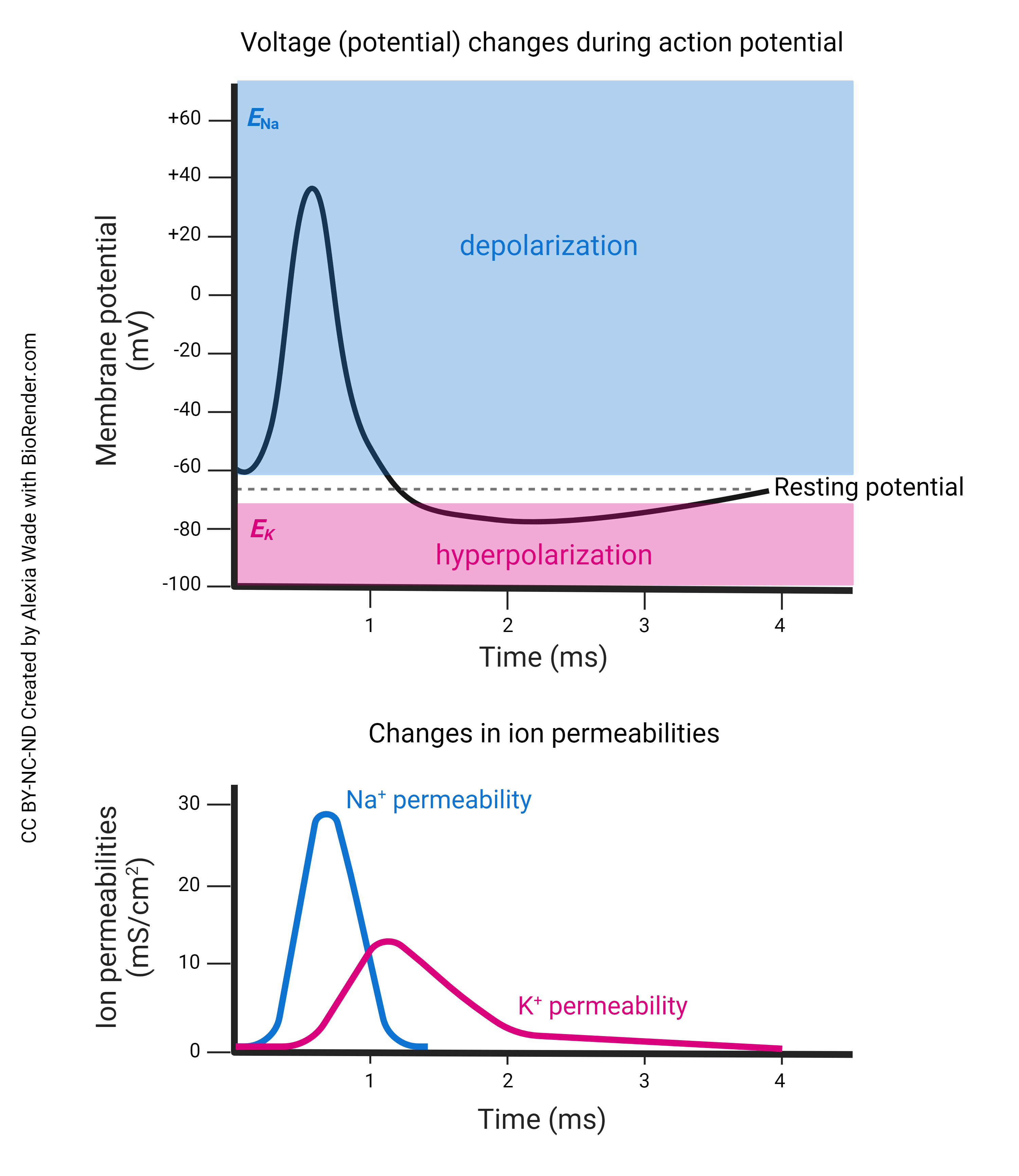 Diagram showing the changes in sodium and potassium permeability during the action potential.