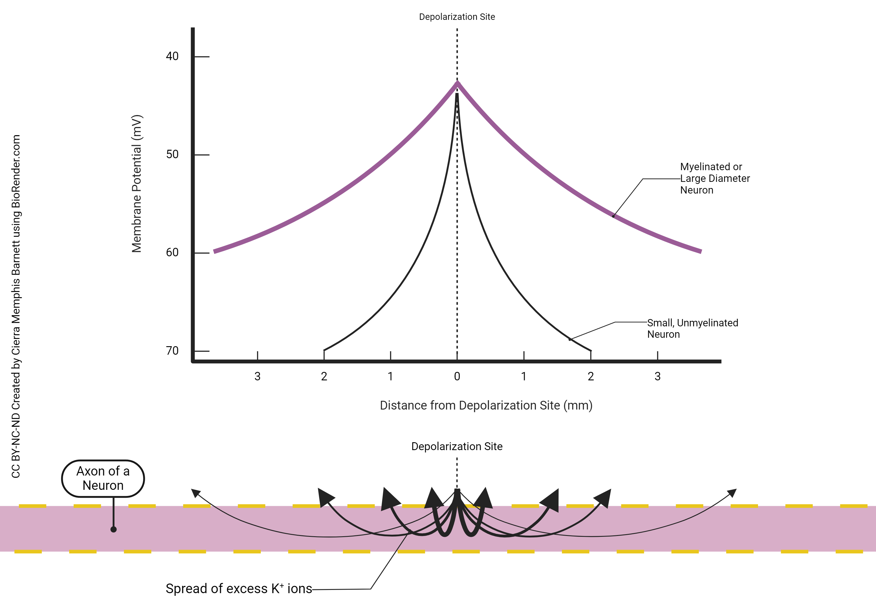 Diagram illustrating how current and voltage decrease steadily in a nerve cell axon as we travel from the point of stimulation.