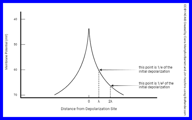 Graph of the length constant in an axon.