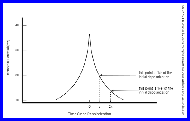 Graph illustrating the time constant in a neuronal axon.