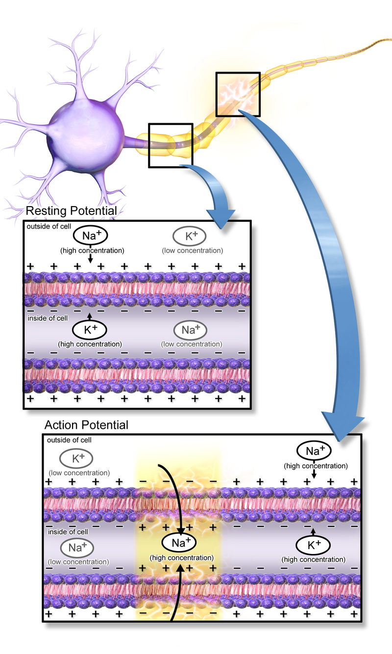 Diagram illustrating the propagation of the action potential.