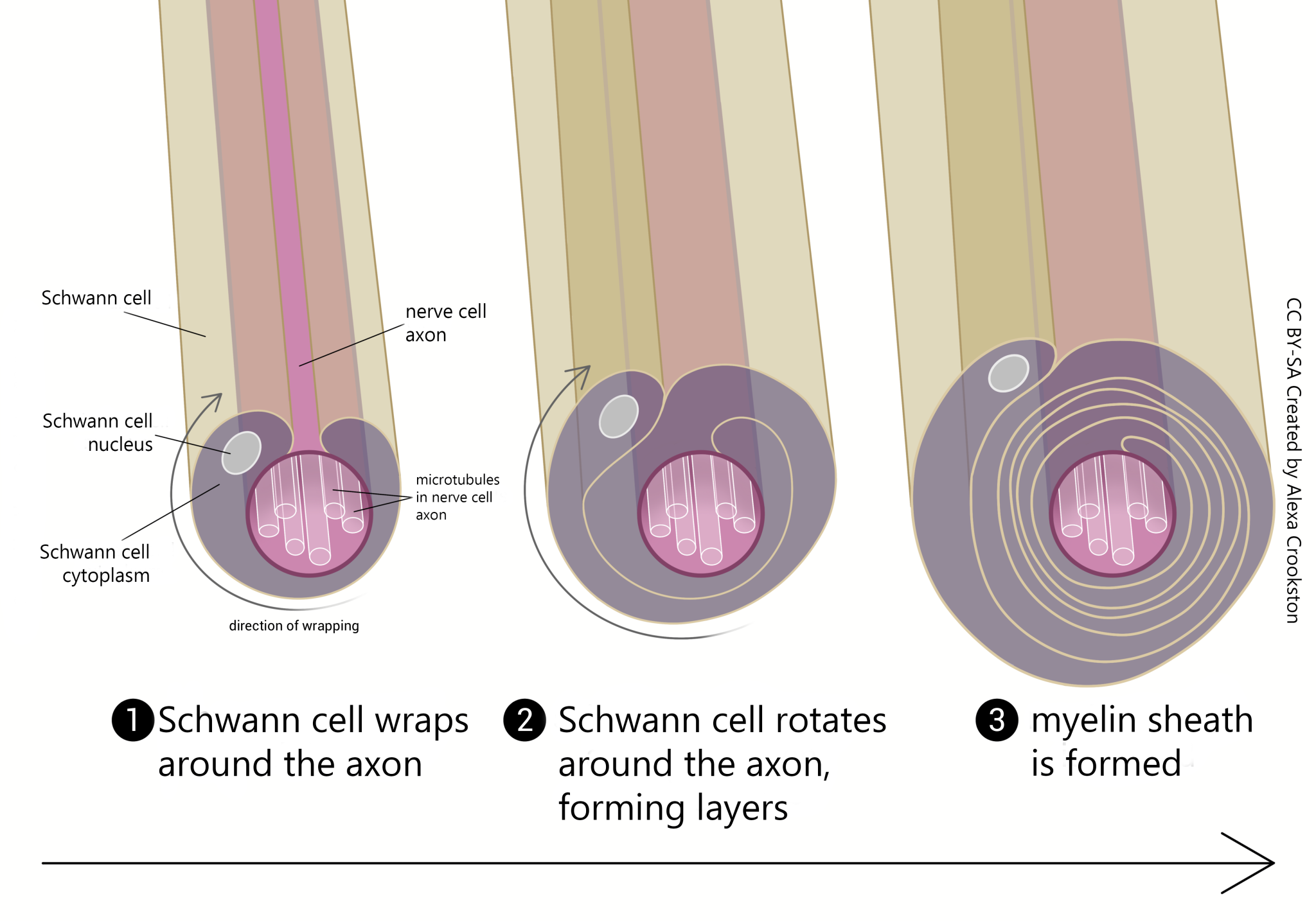 Myelination and Regeneration of Neurons – Integrated Human Anatomy and ...