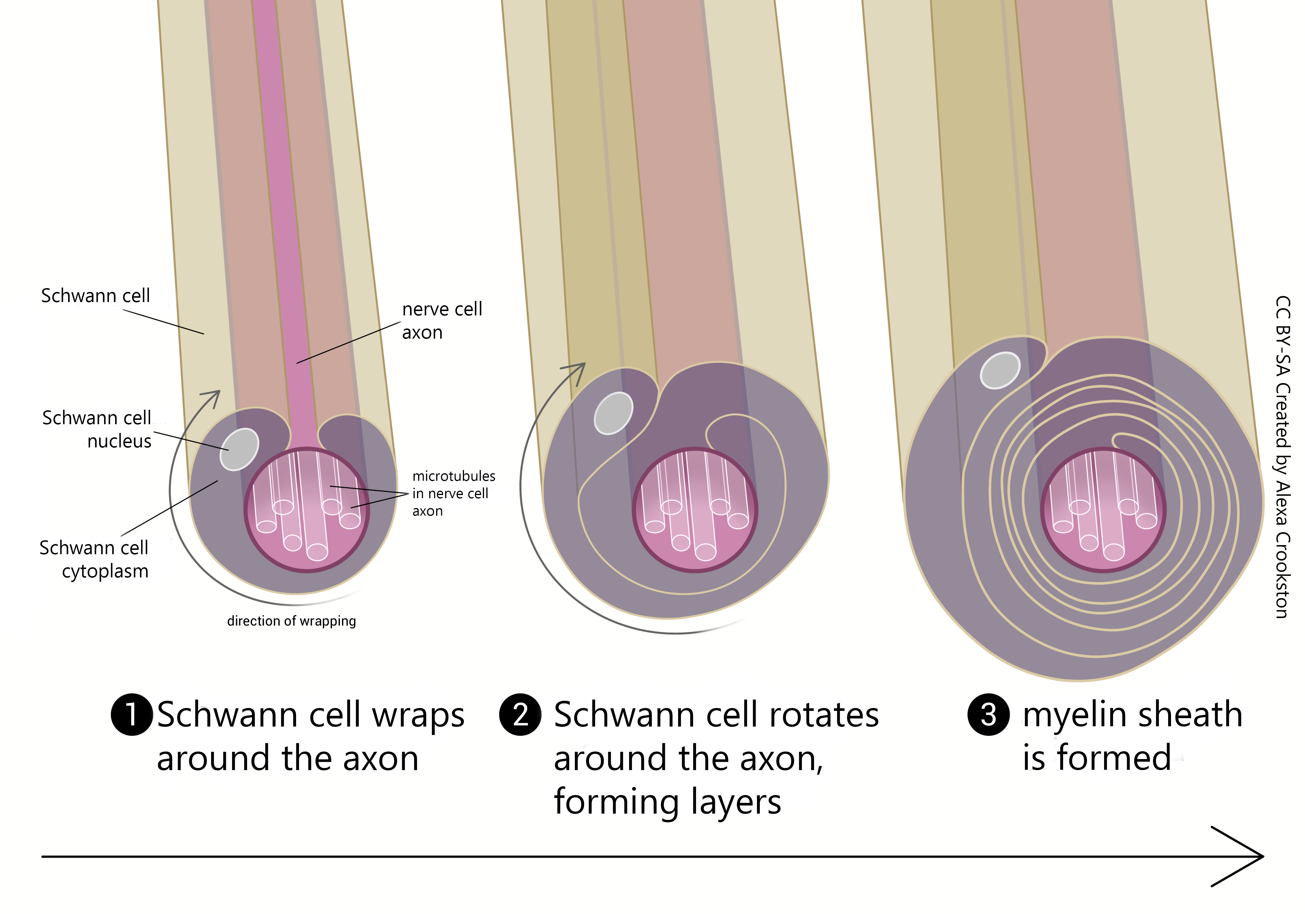 Diagram showing the process of myelin sheath formation.