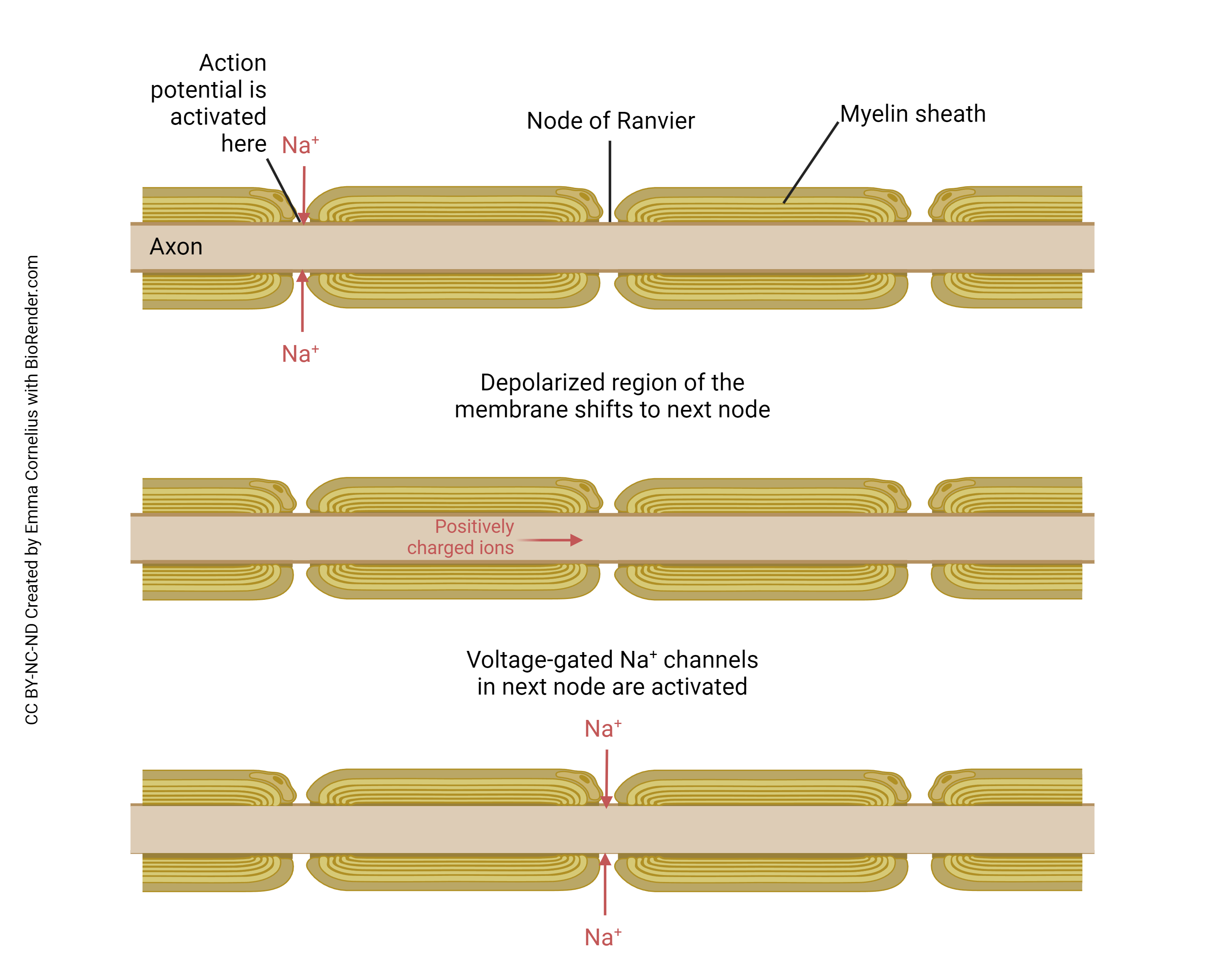 Diagram illustrating the process of saltatory conduction.