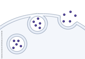 Diagram showing the process of exocytosis.