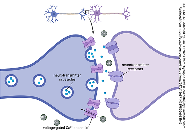 Diagram showing voltage-gated calcium channels at the synapse.