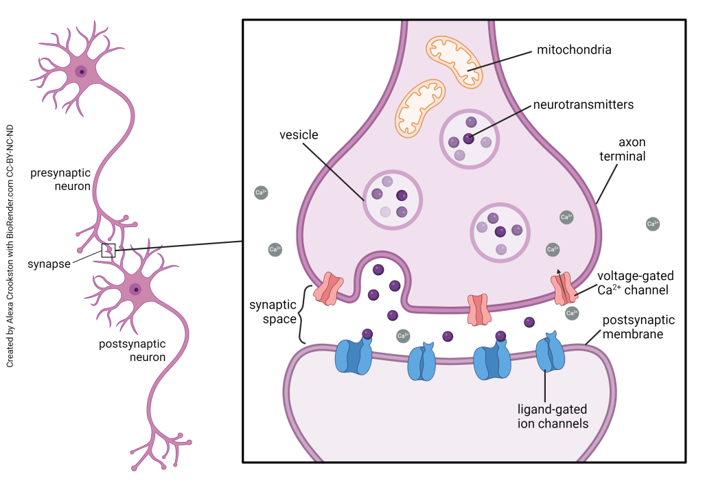 The Synapse Integrated Human Anatomy and Physiology Part 2 (NOT UPDATED) The Synapse Integrated Human Anatomy and Physiology Part 2 (NOT UPDATED)