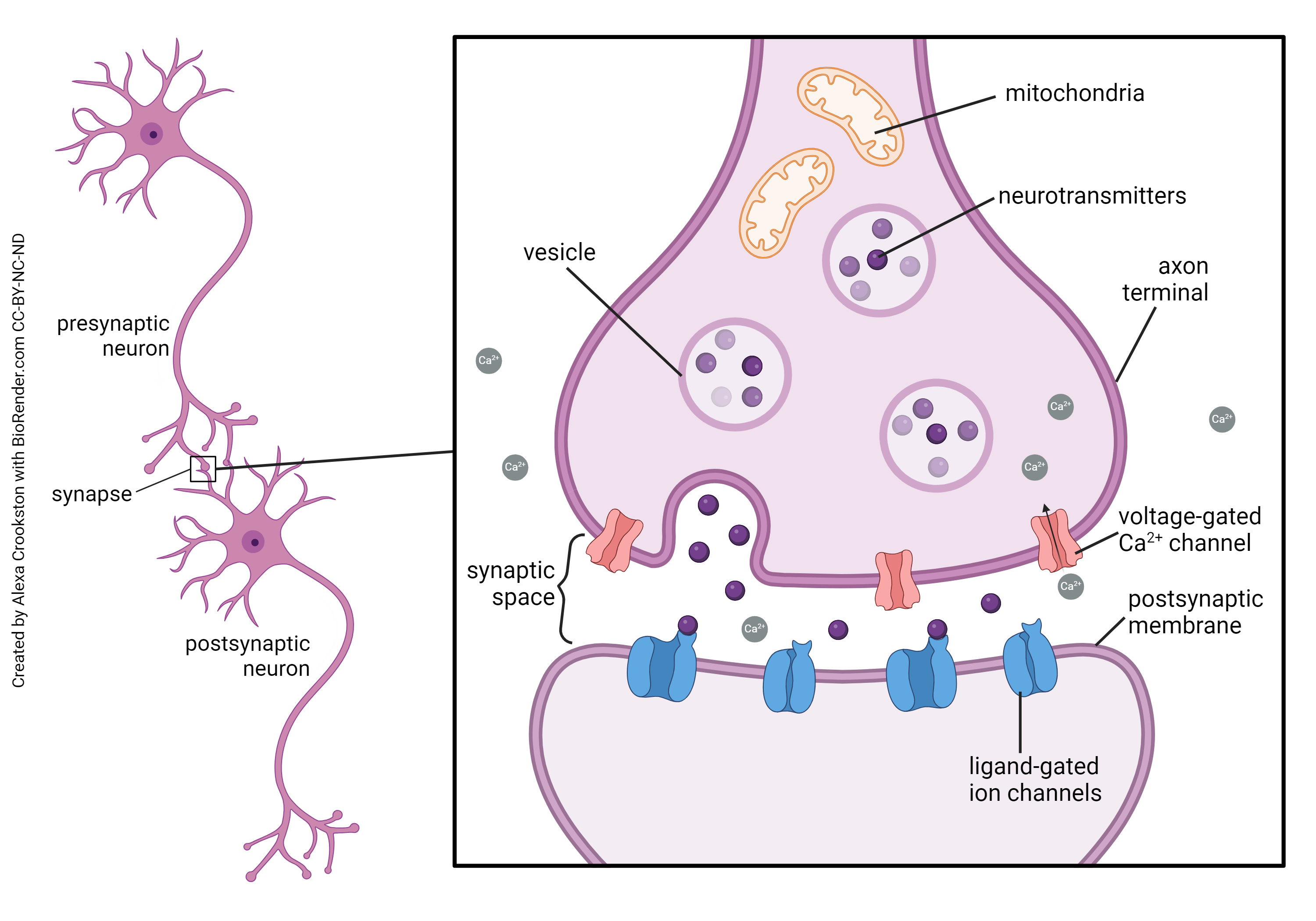 Diagram showing the parts of a synapse.