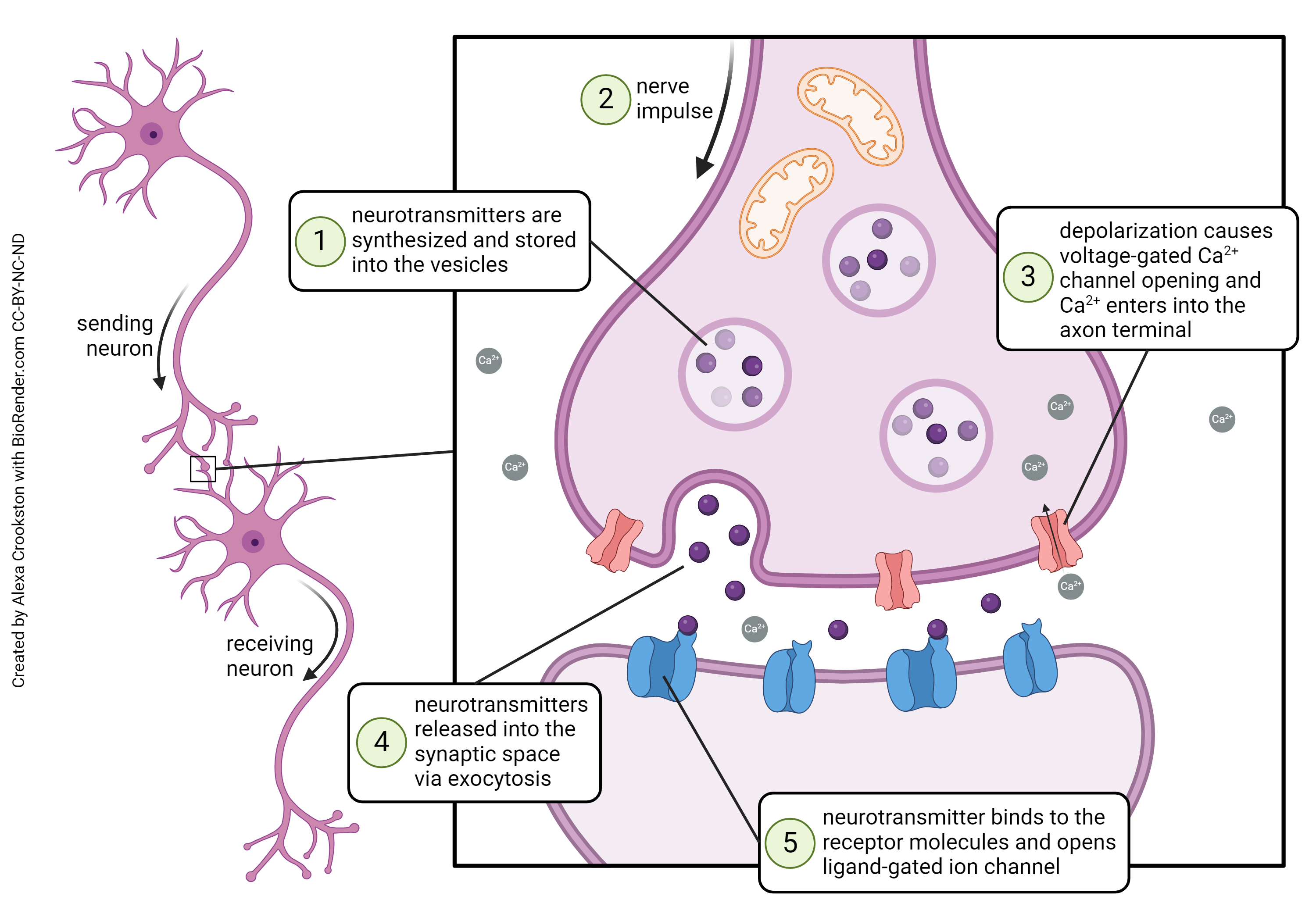 Diagram showing the actions of each part of the synapse.