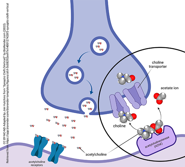 Diagram showing the degradation of acetylcholine at the synapse by acetylcholinesterase.