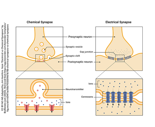 Diagram comparing and contrasting electrical and chemical synapses.