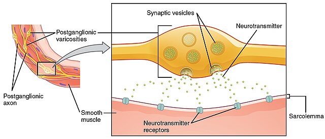 Diagram showing varicose synapses used to release catecholamines in the autonomic nervous system.