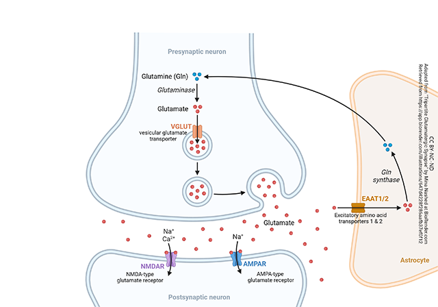 Diagram of a glutamatergic synapse.