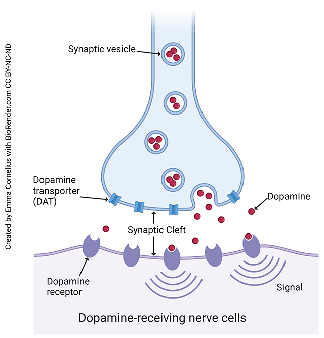 Diagram showing the elements of a dopaminergic synapse.