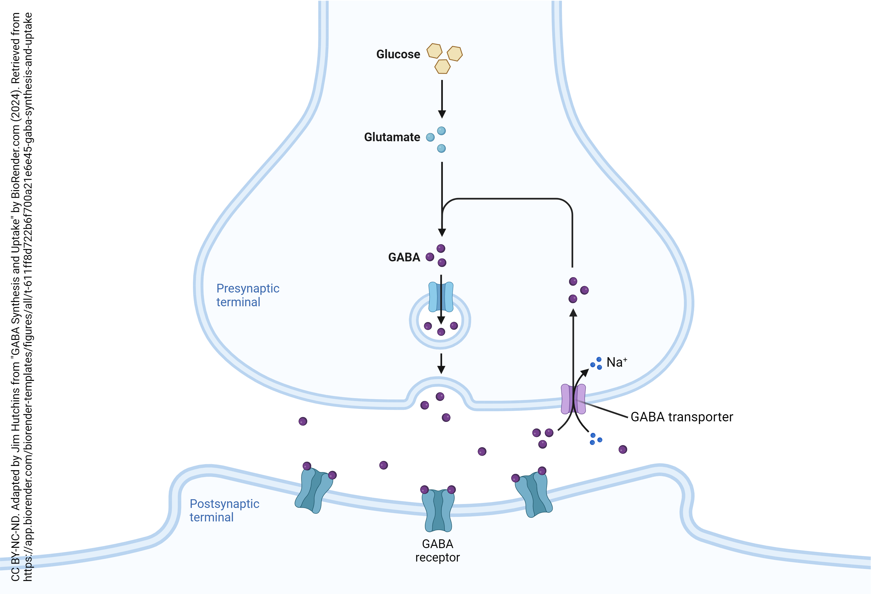 Diagram of a synapse in the central nervous system that uses GABA as a neurotransmitter.