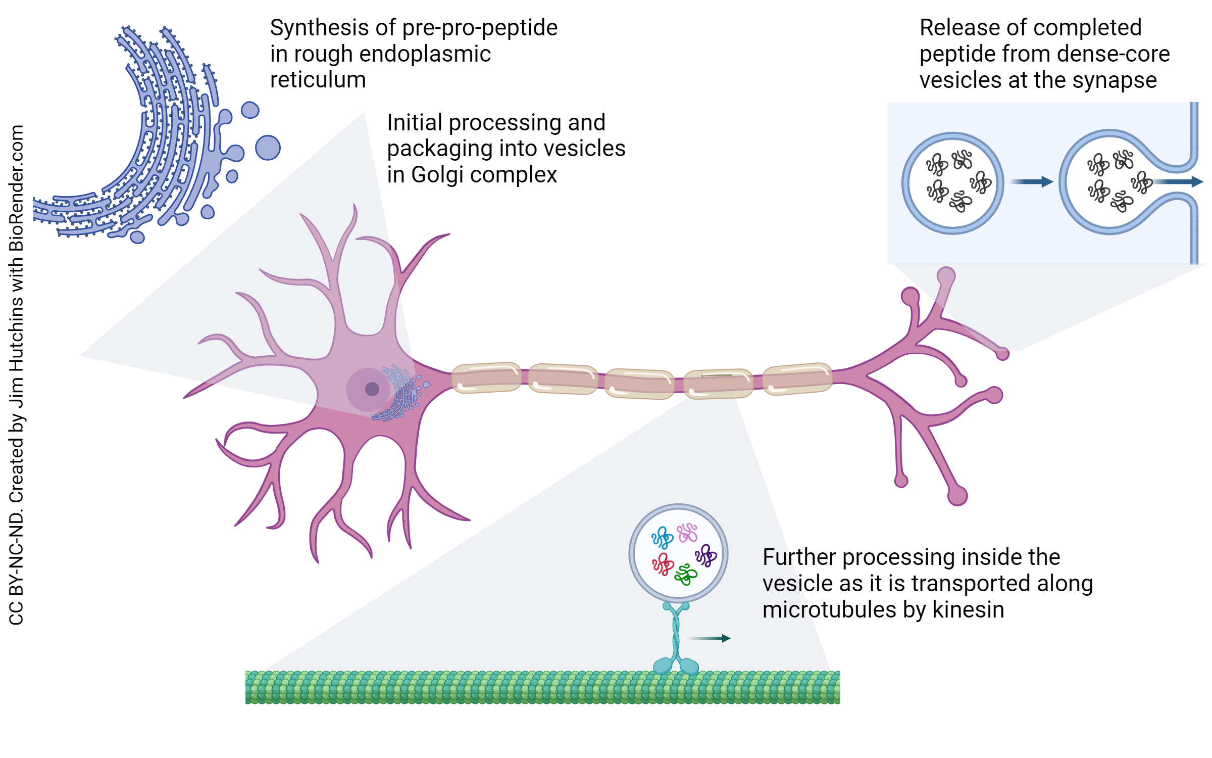 Diagram shwoing the synthesis and transport of neuropeptides.