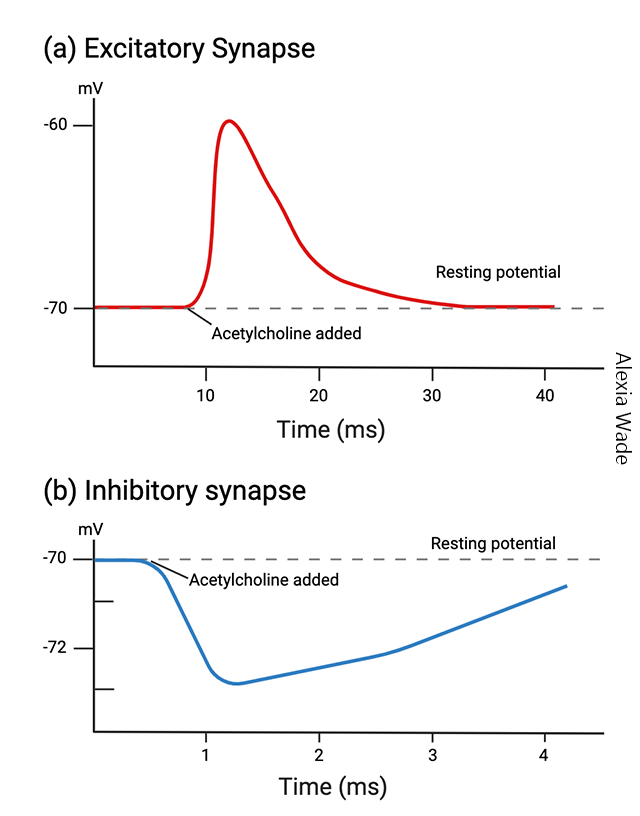 Graph showing the voltage changes characteristic of excitatory and inhibitory postsynaptic potentials.