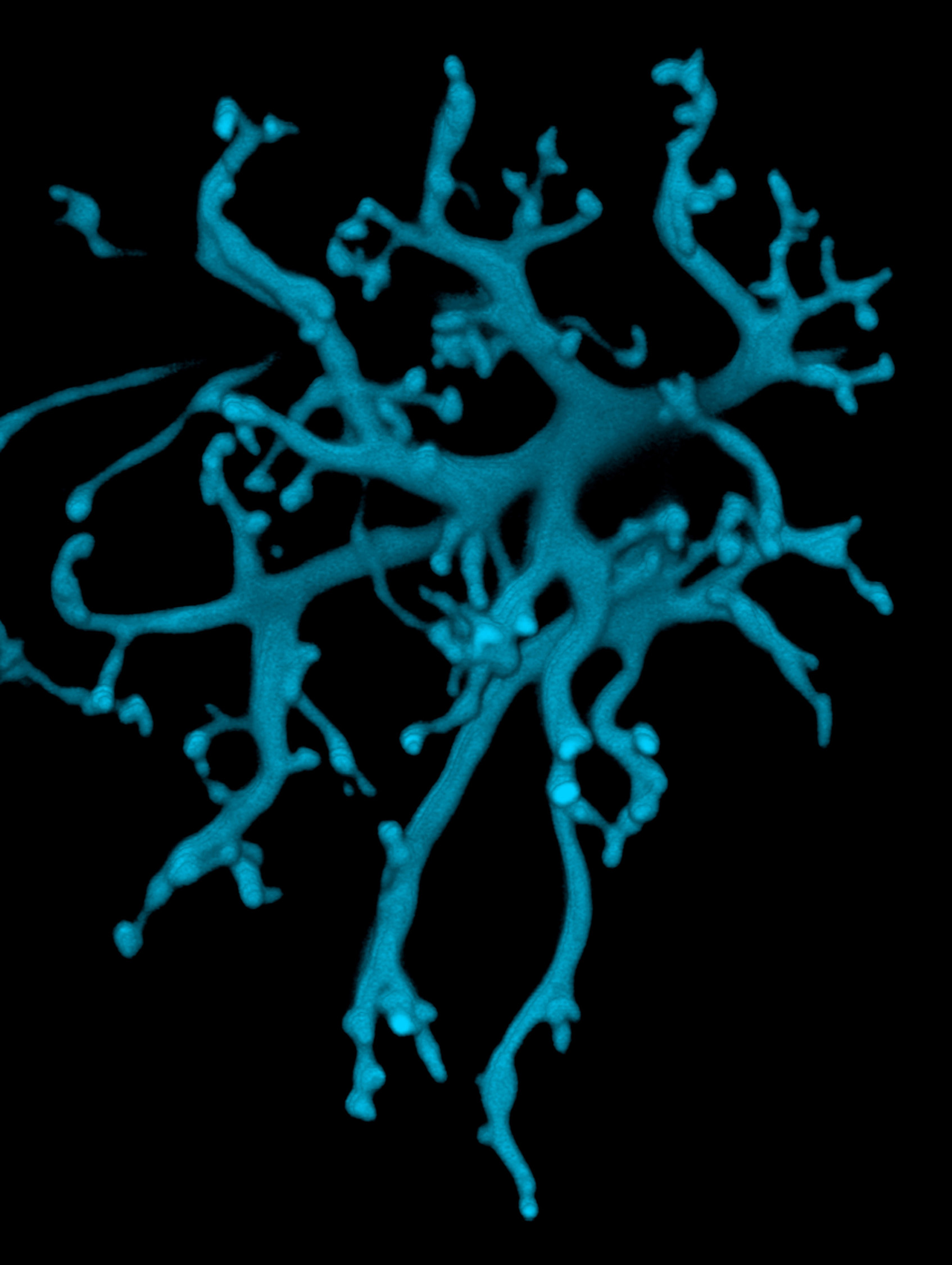 Reconstruction of a bipolar cell dendritic tree.