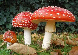 A photograph of the fly agaric mushroom, Amanita muscaria