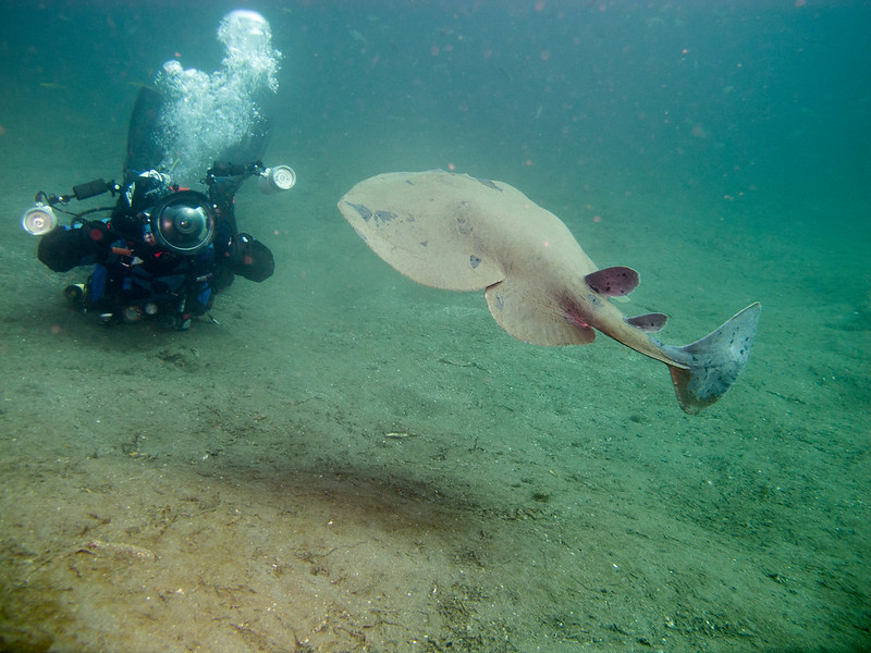 Photograph of a diver too close to an electric ray (Torpedo californica).