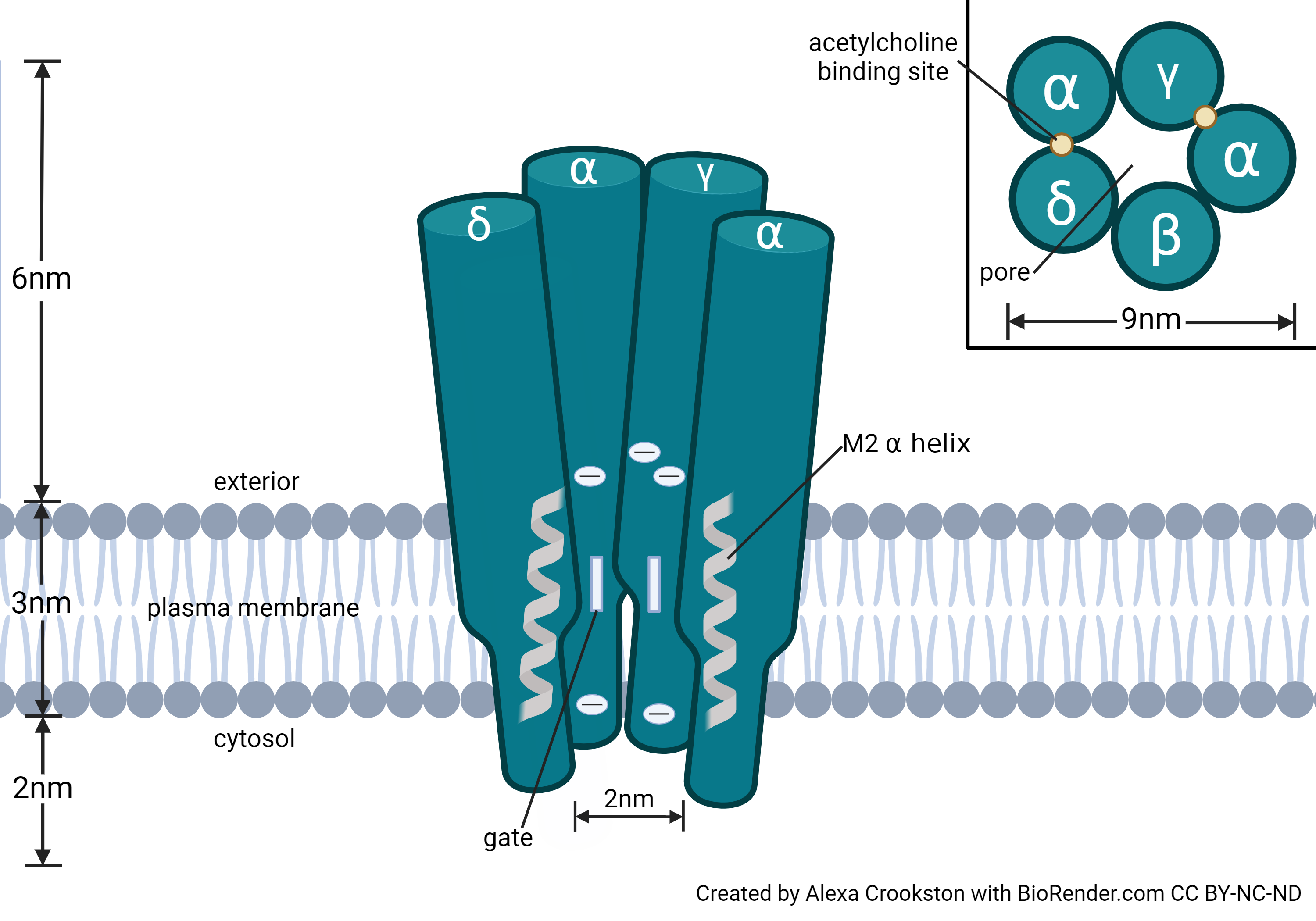 Diagram showing the structure of the nicotinic acetylcholine receptor.