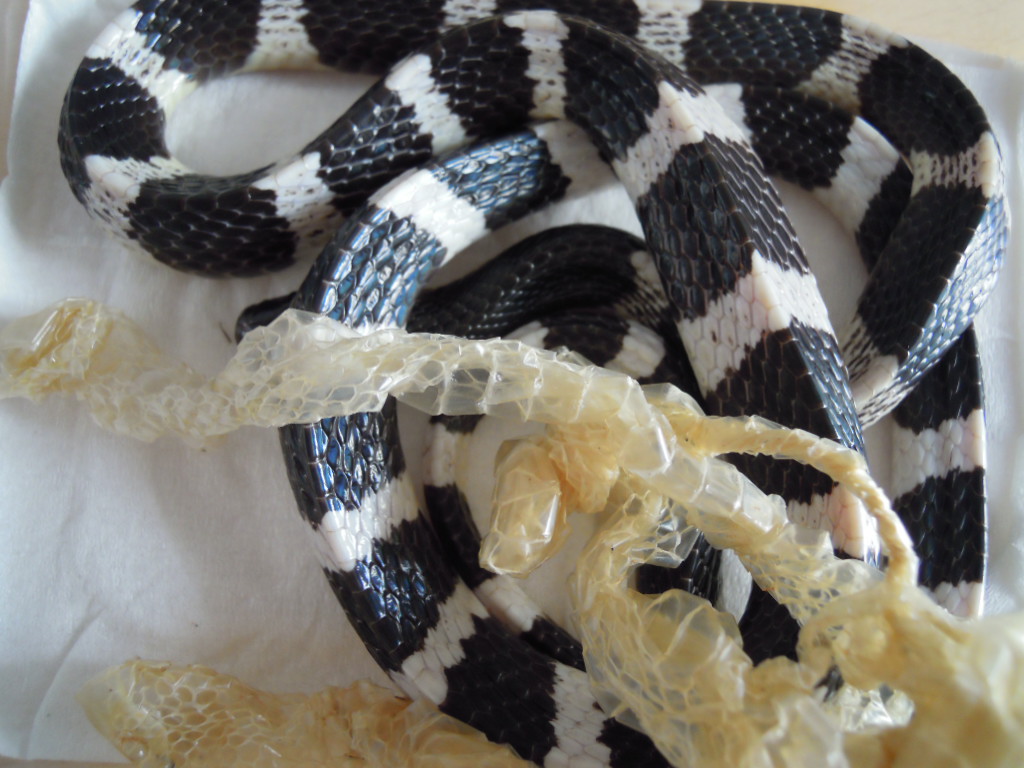 A photograph of the many-banded krait, Bungarus multicinctus